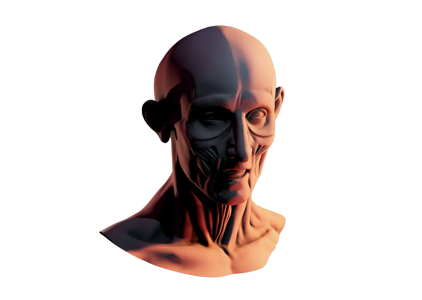 3D rendering of a male bust showing exposed facial and neck muscles with strong lighting contrast.