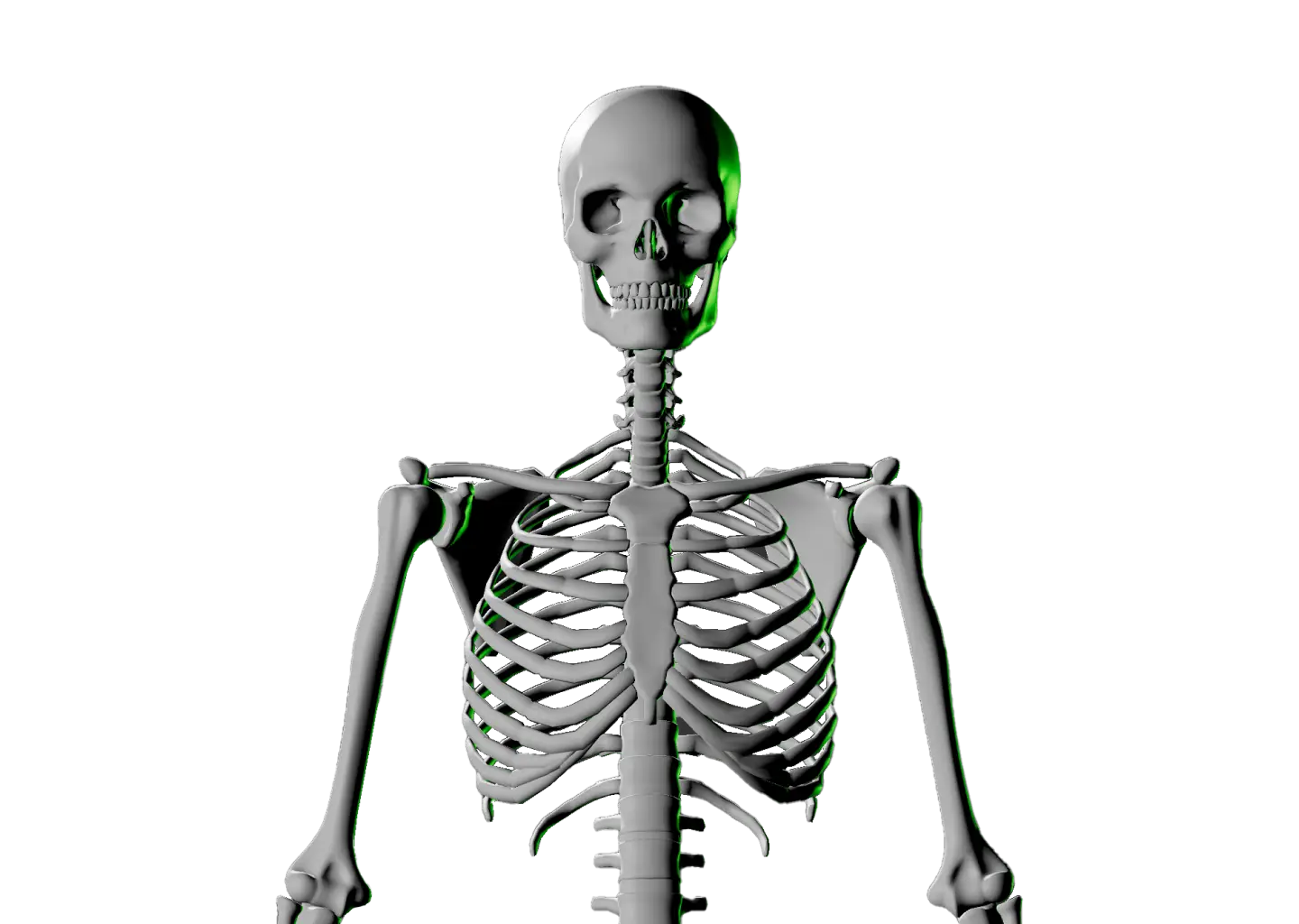 Front view of a human skeleton.
