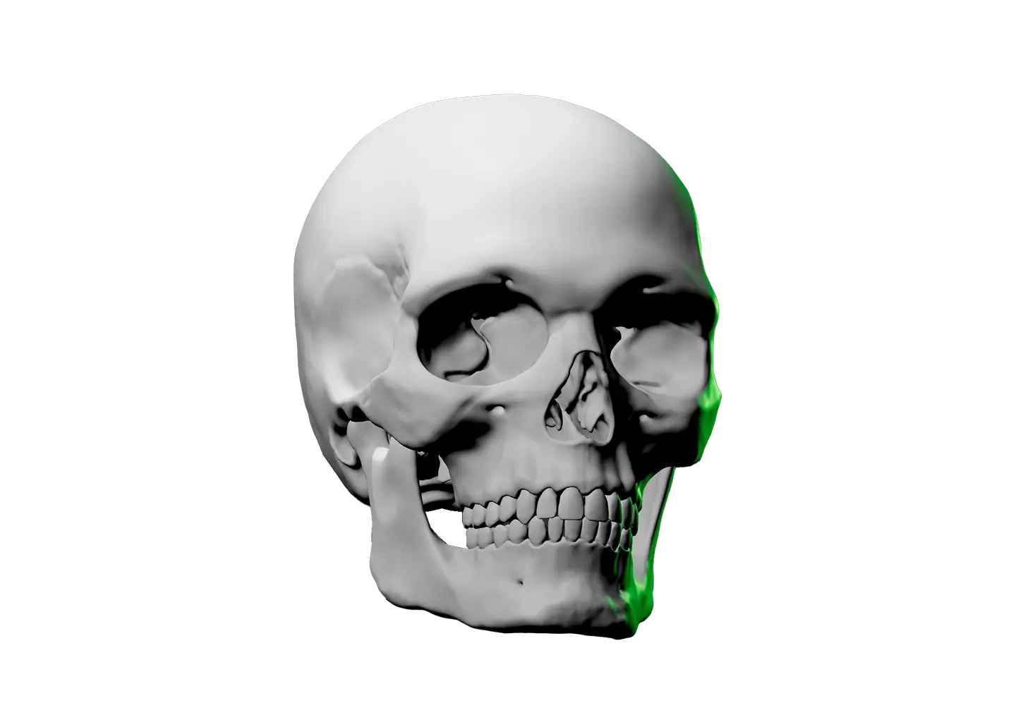 Human skull facing forward with subtle green shading on the right side.